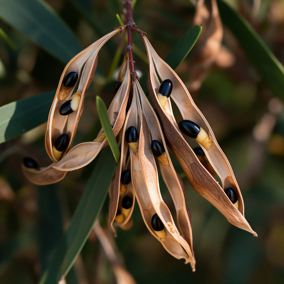 Native Wattle Seed