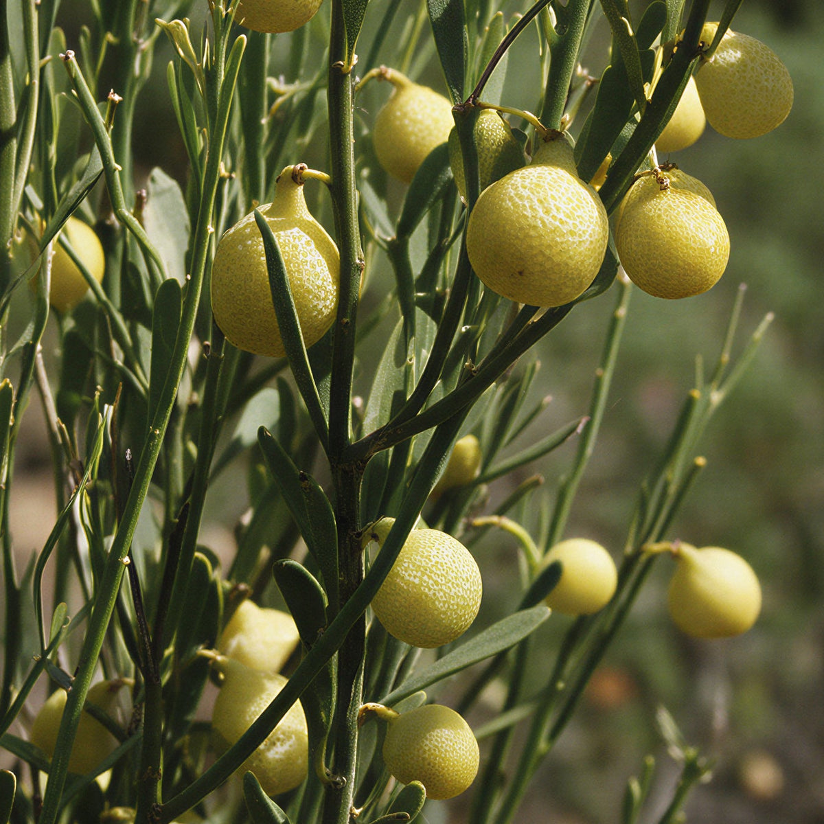 Native Desert Lime